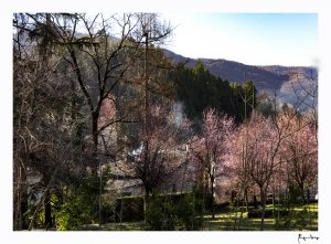alberi & colline