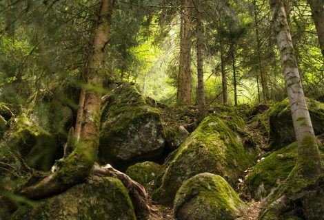 Foresta Nera_Germania